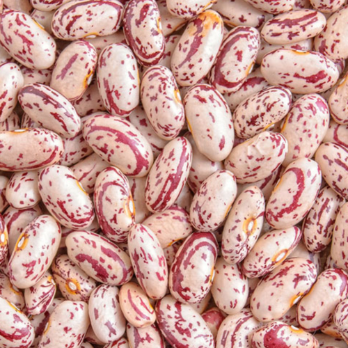 White Speckled RKB