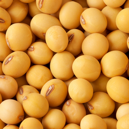 Soyabean