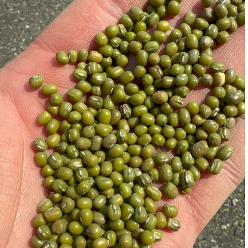 Green mung beans