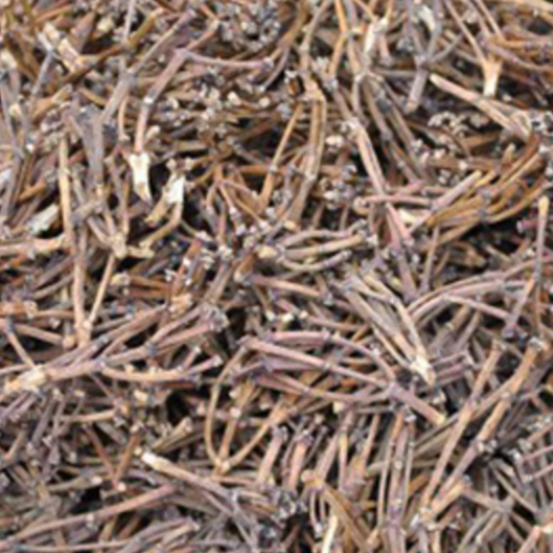 Clove Stems