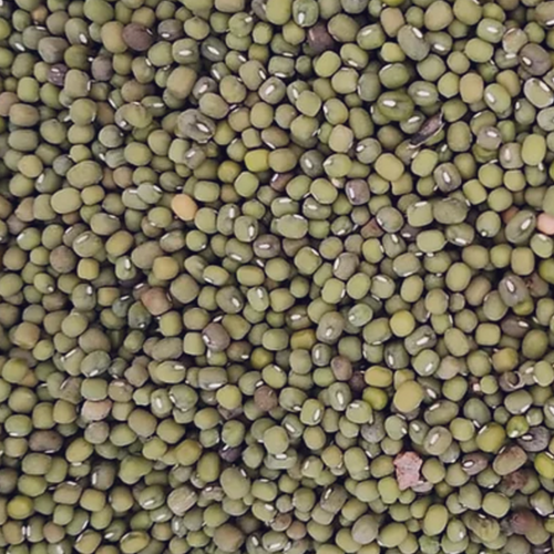 Green Mung Bean