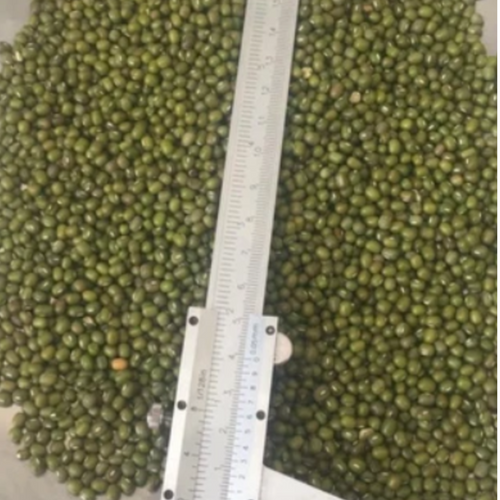 Green Mung Bean