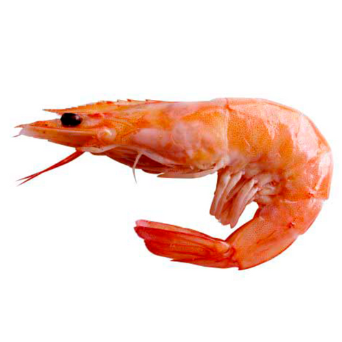 Wild argentinian red shrimp