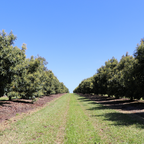 Australian Avocados