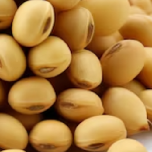 GMO Soybeans