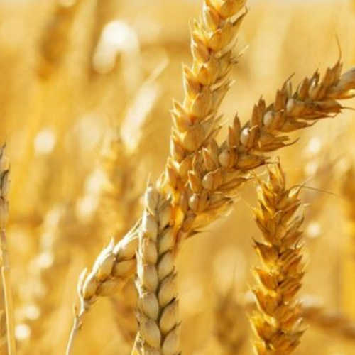 Wheat