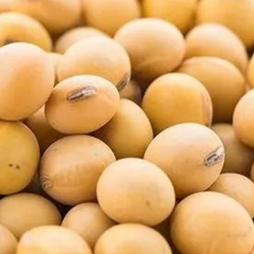 GMO Soybeans