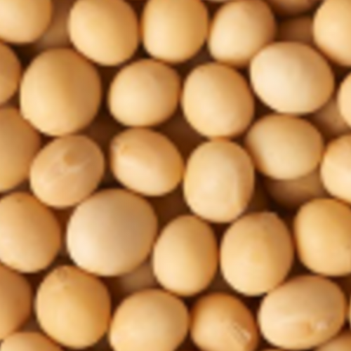 Organic Soybeans