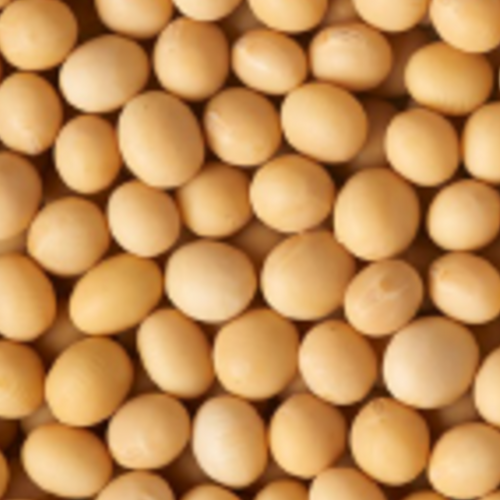 Non-GMO Soybeans