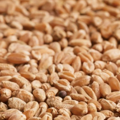 Wheat