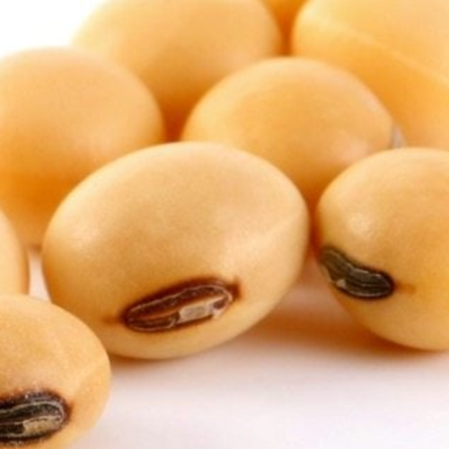 GMO Soybeans