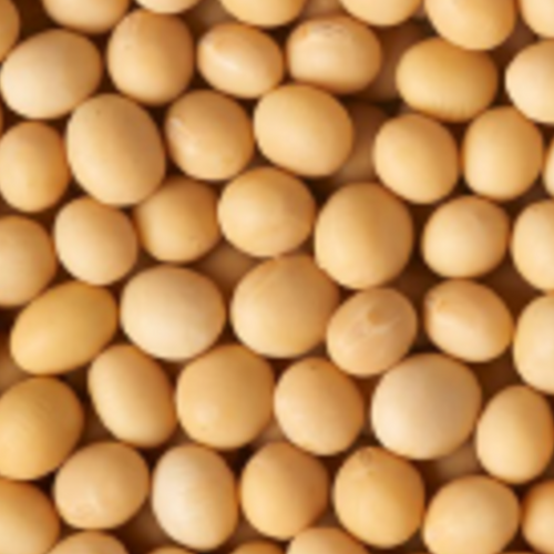Organic Soybeans