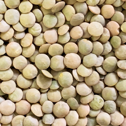 Green lentils