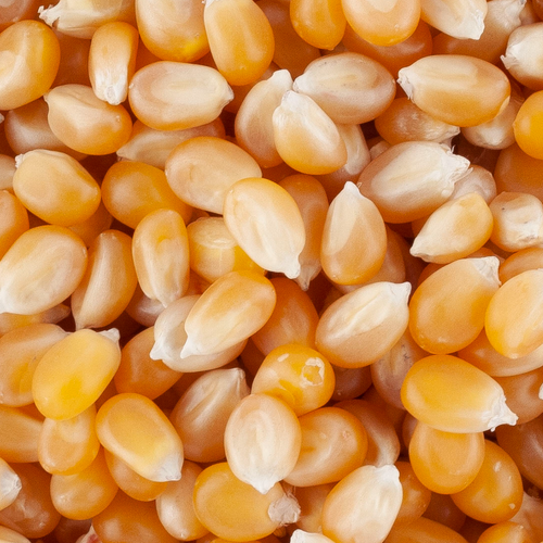 Popcorn