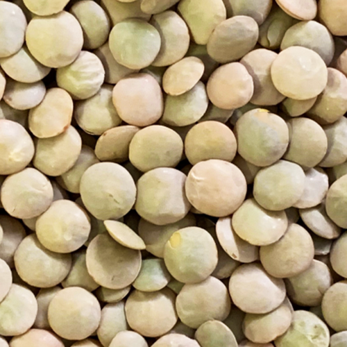 Green lentils