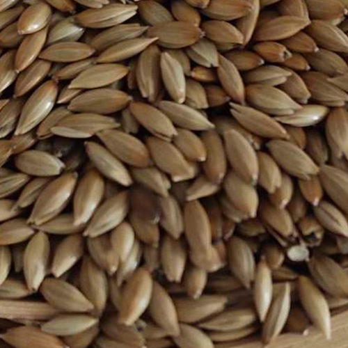 Canary seeds 99/4