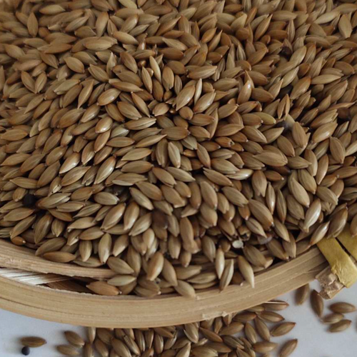 Canary seeds 99/4