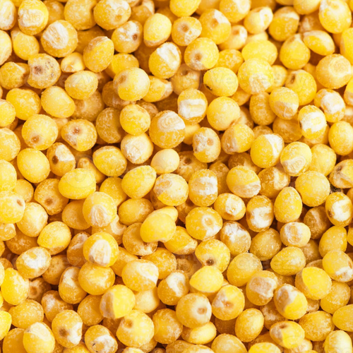 Yellow millet