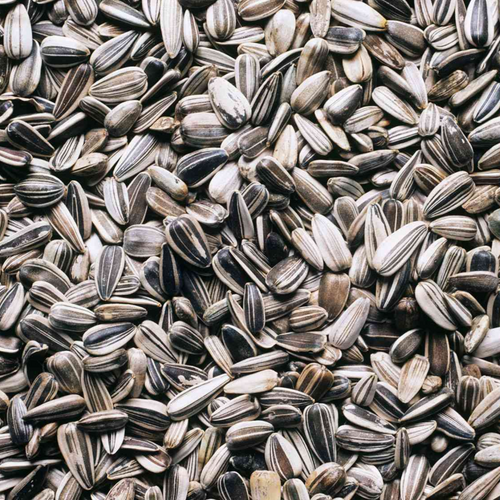 Sunflower seeds