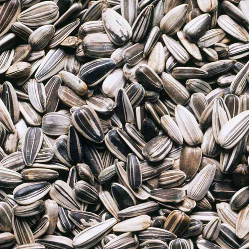 Sunflower seeds