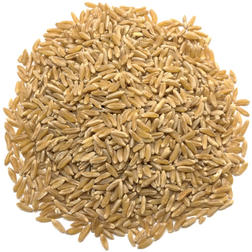 Khorasan Wheat