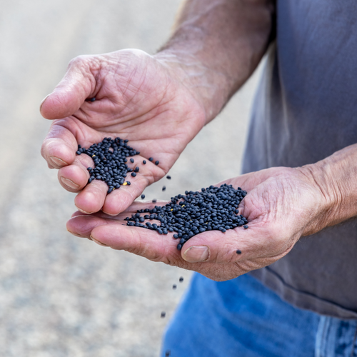 Black Lentils