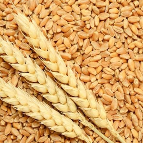 WHEAT