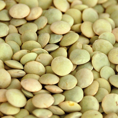 GREEN LENTIL (LAIRD)