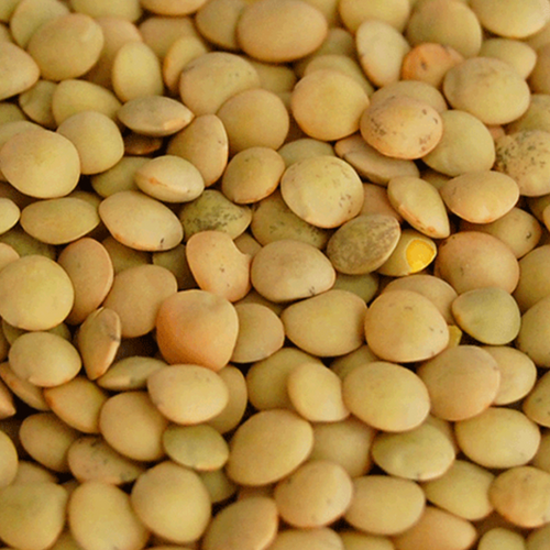 RED LENTIL  (CRIMSON)