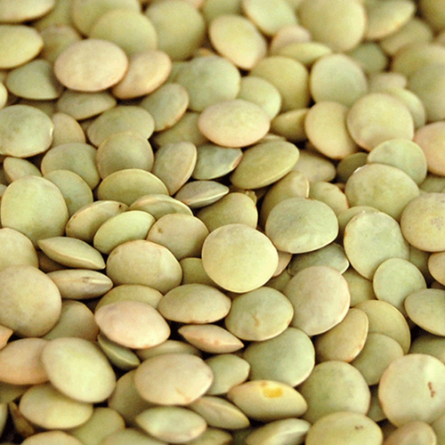 GREEN LENTIL (LAIRD)