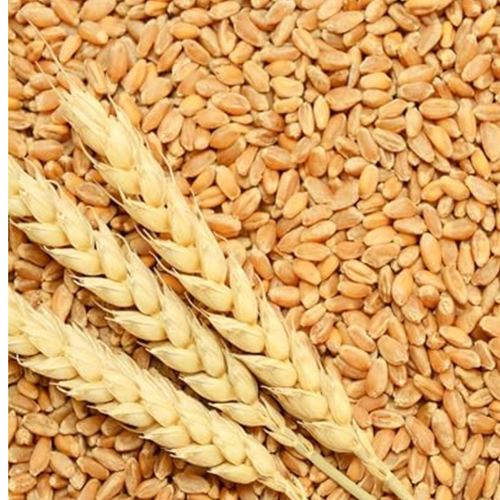 WHEAT