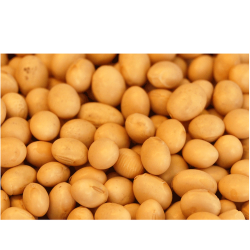 SOYA BEANS