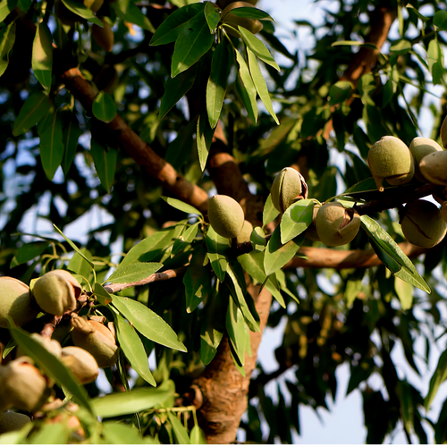 Almonds