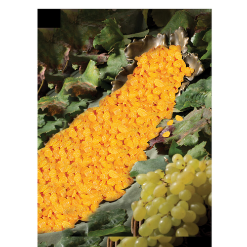 Golden Raisin