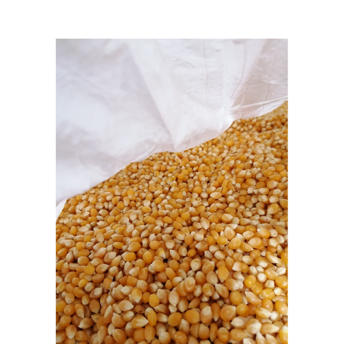 FRENCH POPCORN MAIZE