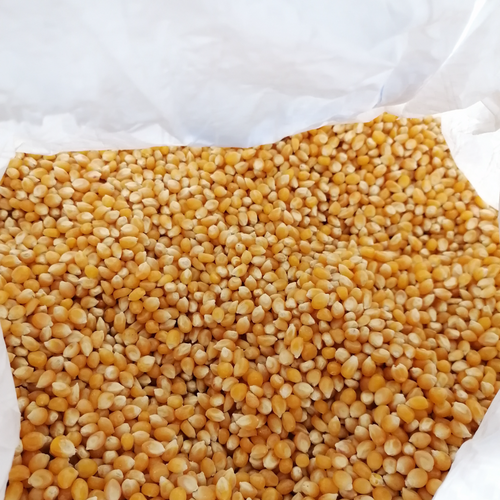 FRENCH POPCORN MAIZE