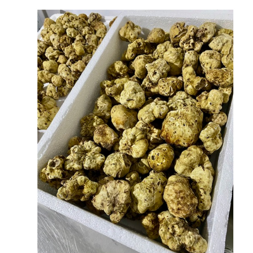 Fresh white truffle