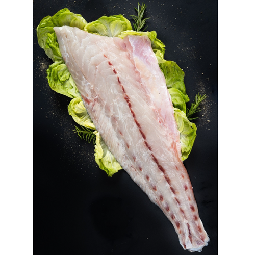Meagre Fillet