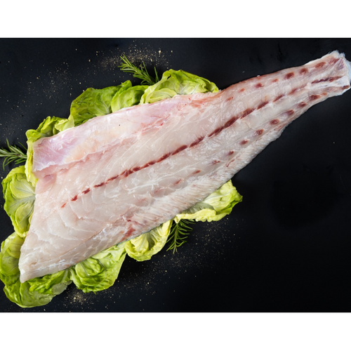 Meagre Fillet