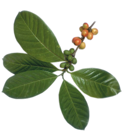 Aveon Cafe Organic
