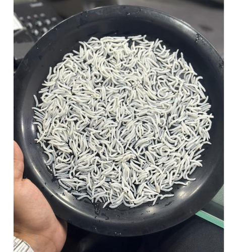 1509 STEAM BASMATI RICE