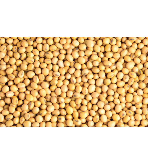 Soyabean Seeds