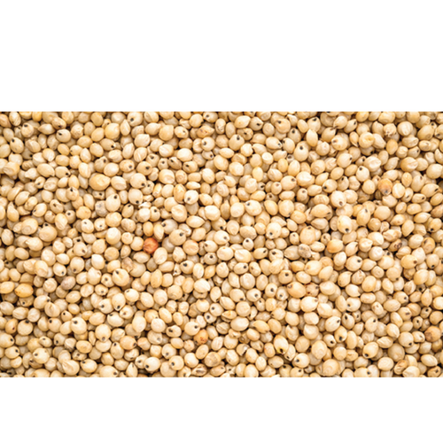 Sorghum