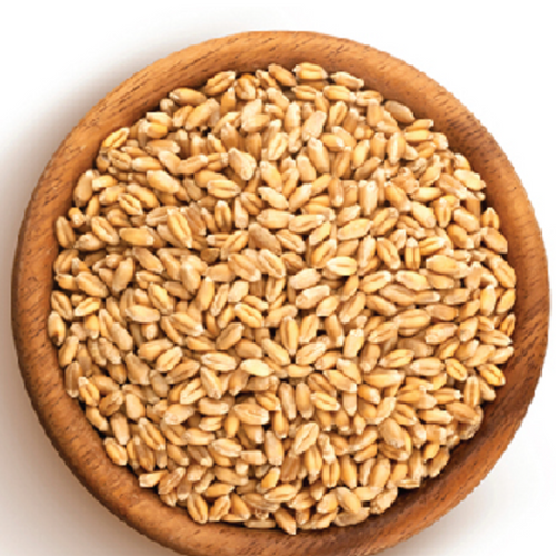 Wheat