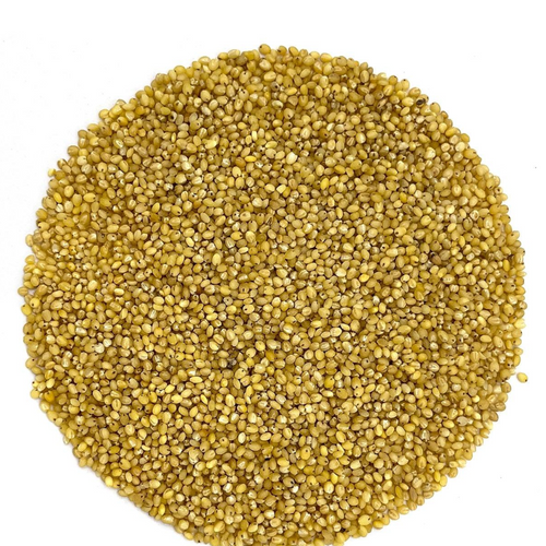 Foxtail Millet