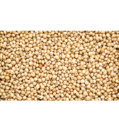 Sorghum