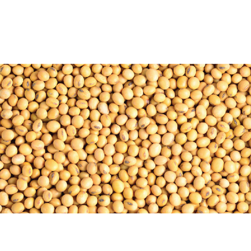 Soyabean Seeds