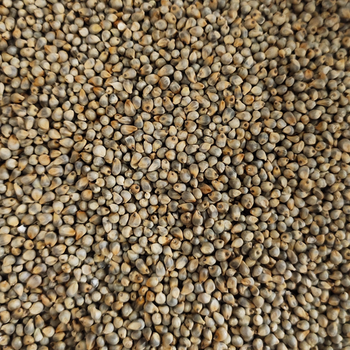 Green Millet