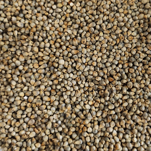 Green Millet