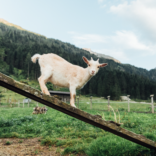 Easy-to-Digest Goat Milk Protein Concentrate
